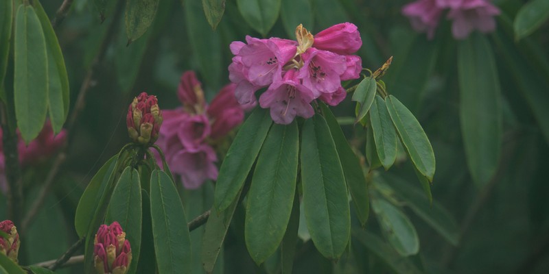 Rhododendron ririei photo 2
