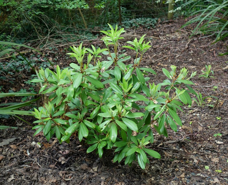 Rhododendron ririei