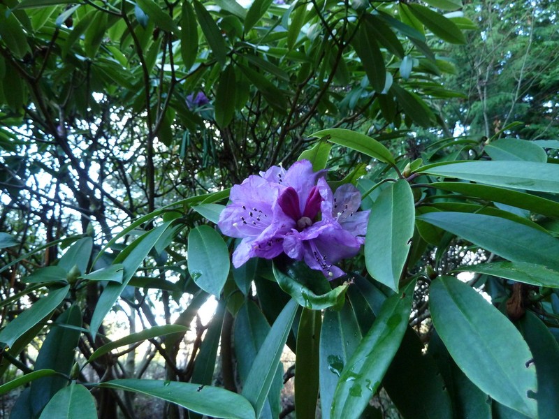 Rhododendron ririei photo 4