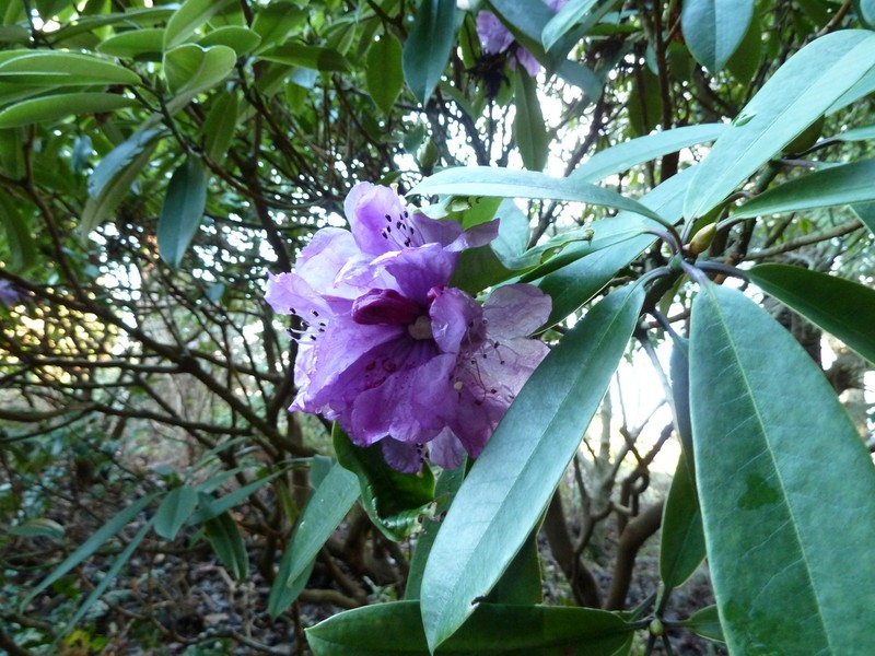 Rhododendron ririei photo 5