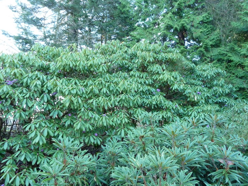 Rhododendron ririei photo 6
