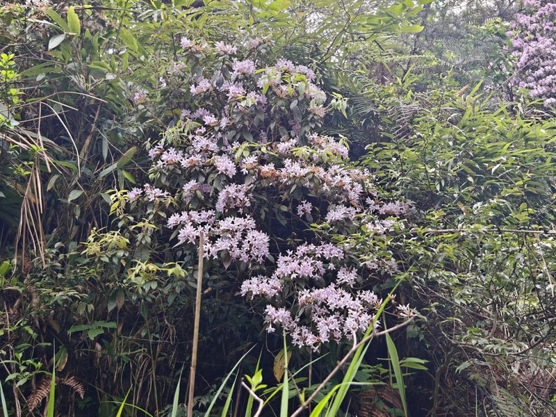 Rhododendron rivulare