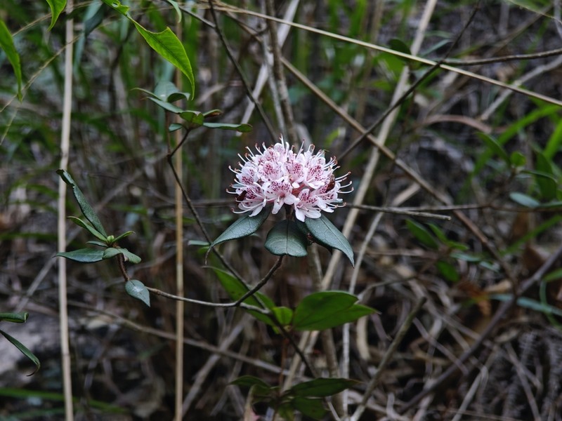 Rhododendron rivulare photo 2