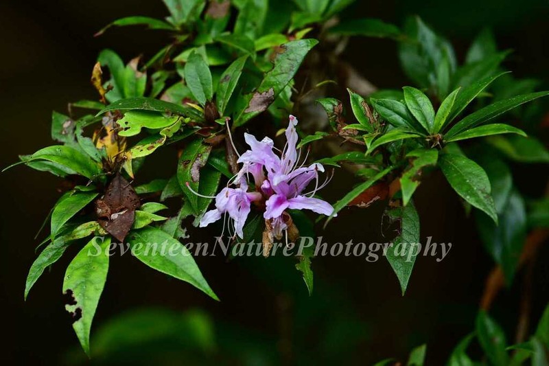 Rhododendron rivulare photo 3