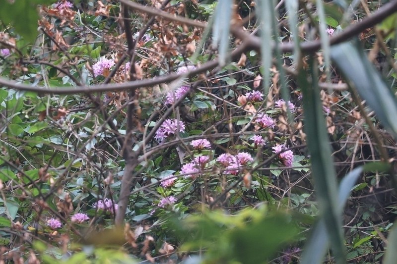 Rhododendron rivulare photo 4