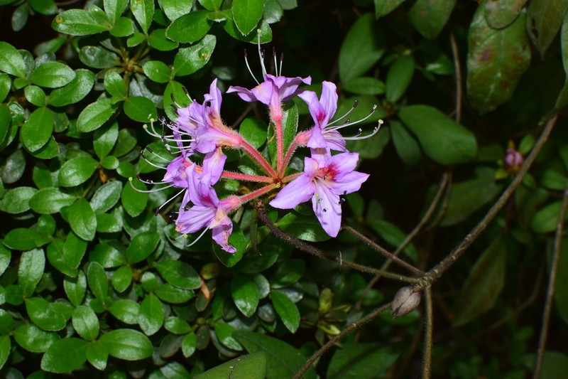 Rhododendron rivulare photo 5