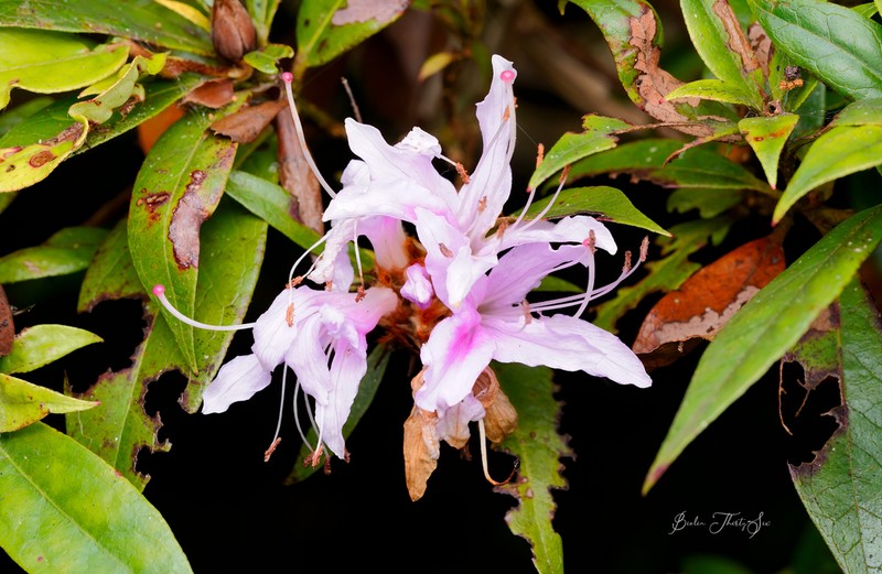 Rhododendron rivulare photo 6