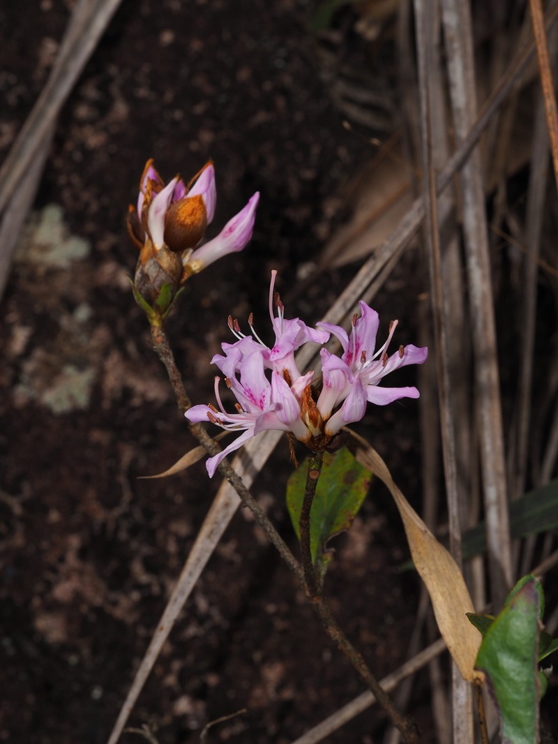 Rhododendron rivulare photo 7