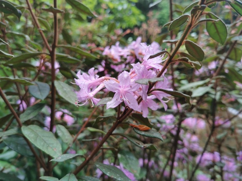Rhododendron rivulare photo 8