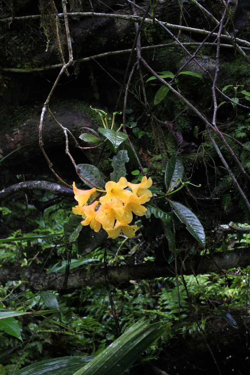 Rhododendron robinsonii