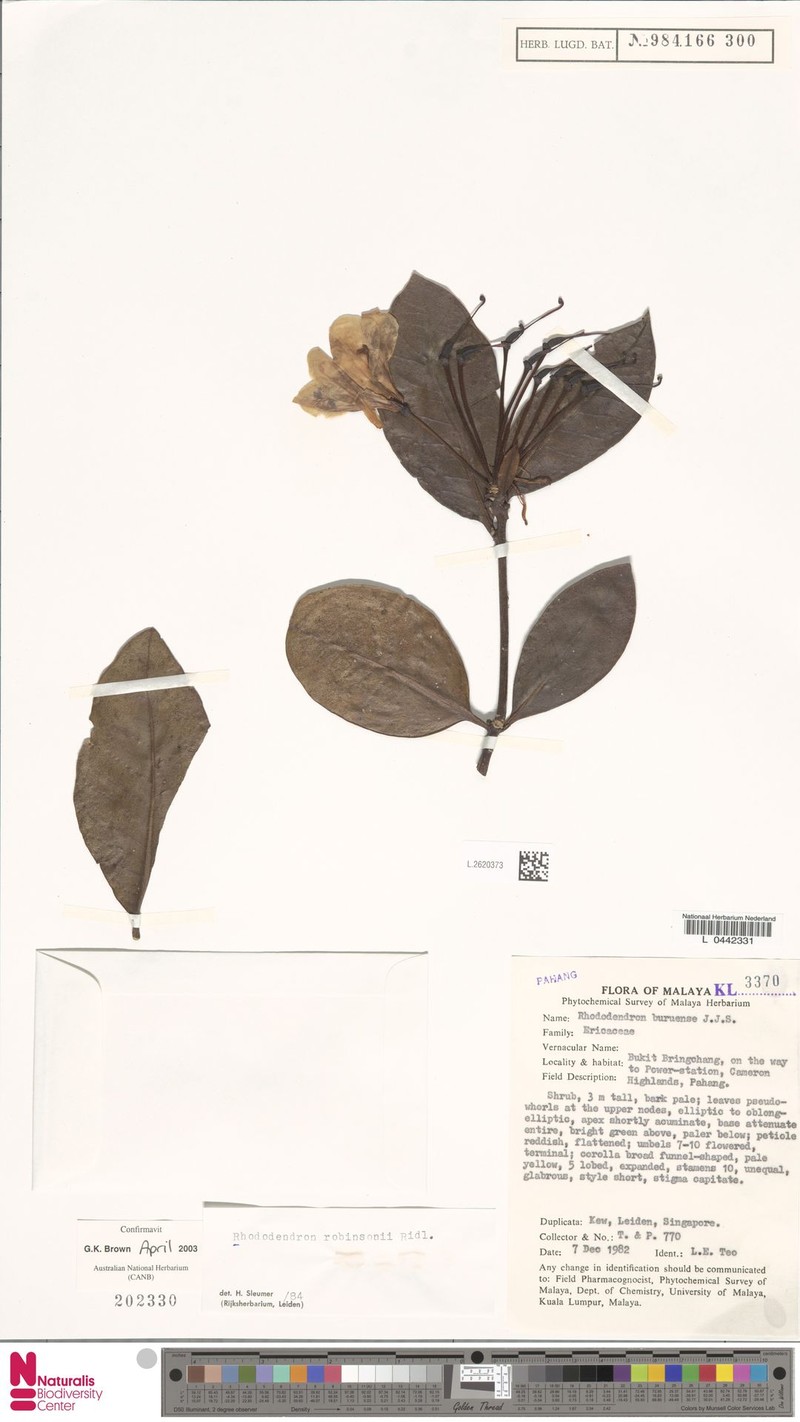 Rhododendron robinsonii photo 5