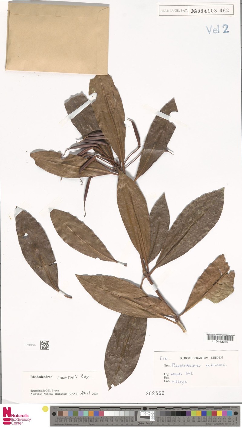 Rhododendron robinsonii photo 6