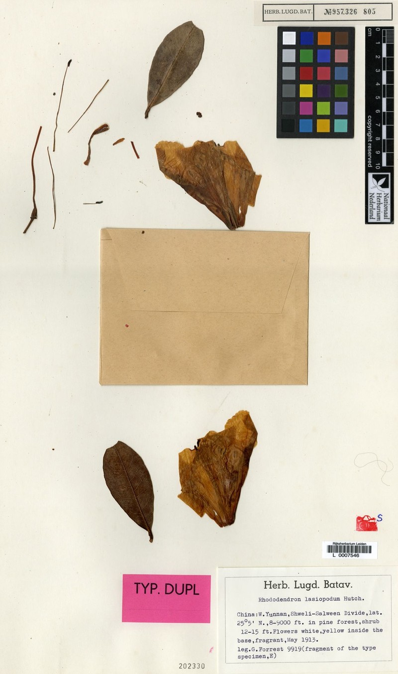 Rhododendron roseatum