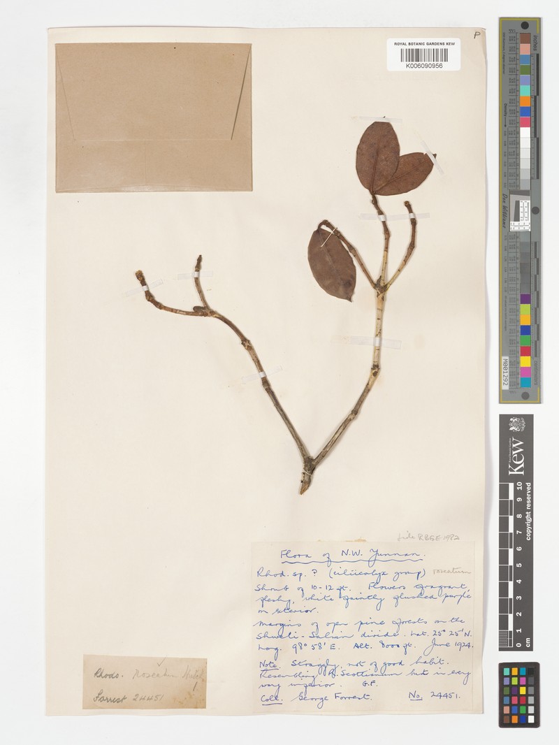 Rhododendron roseatum photo 2