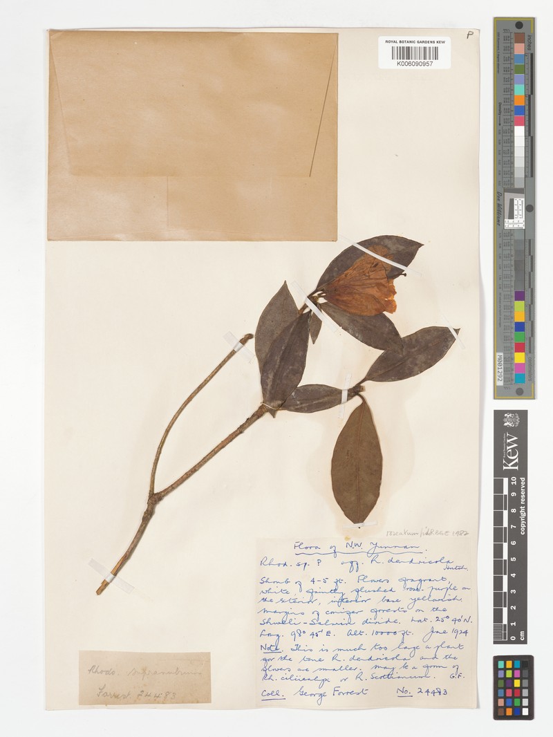 Rhododendron roseatum photo 3