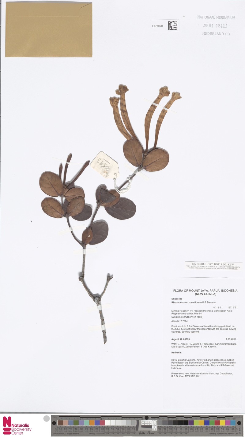 Rhododendron roseiflorum