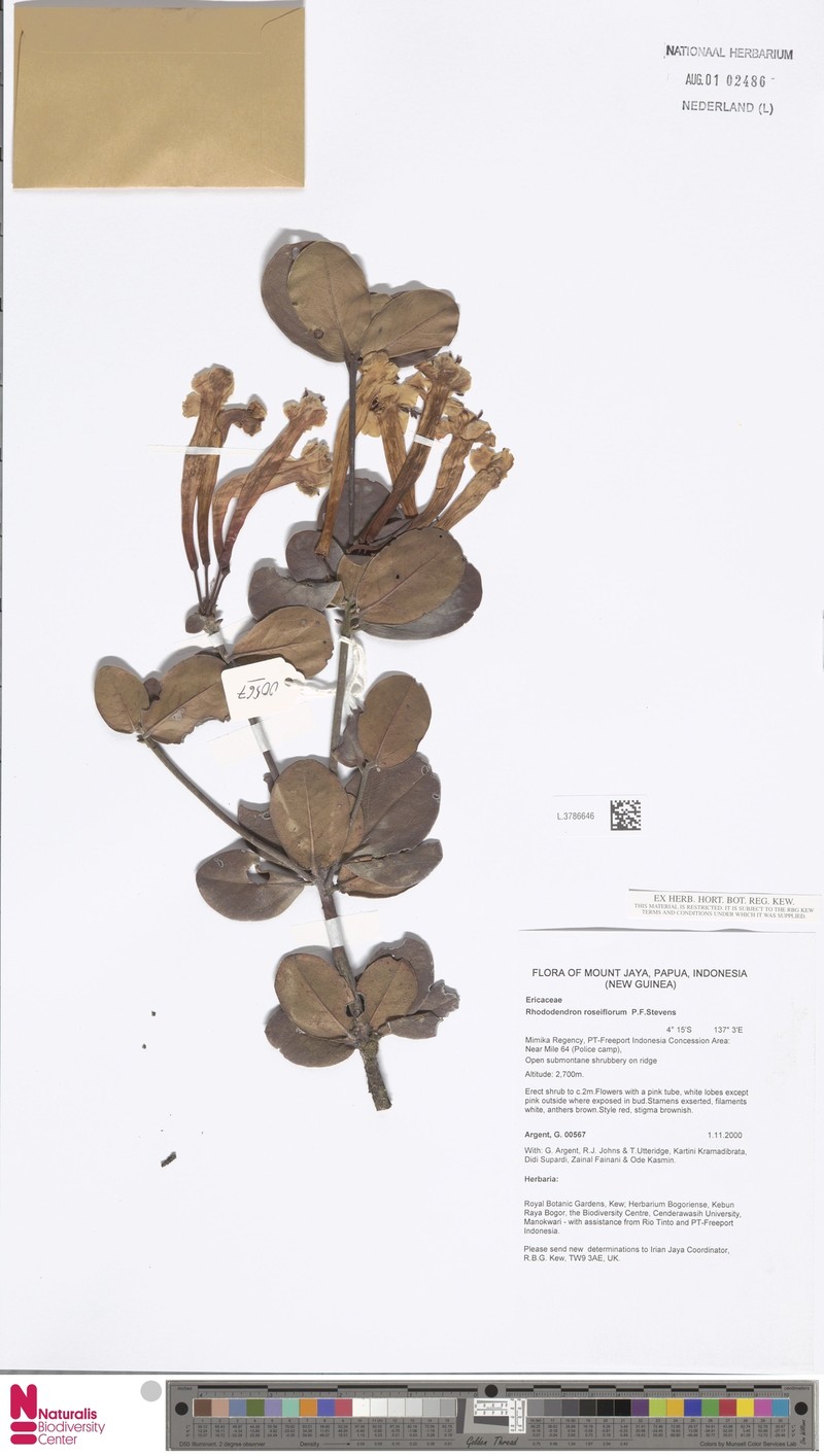 Rhododendron roseiflorum photo 2