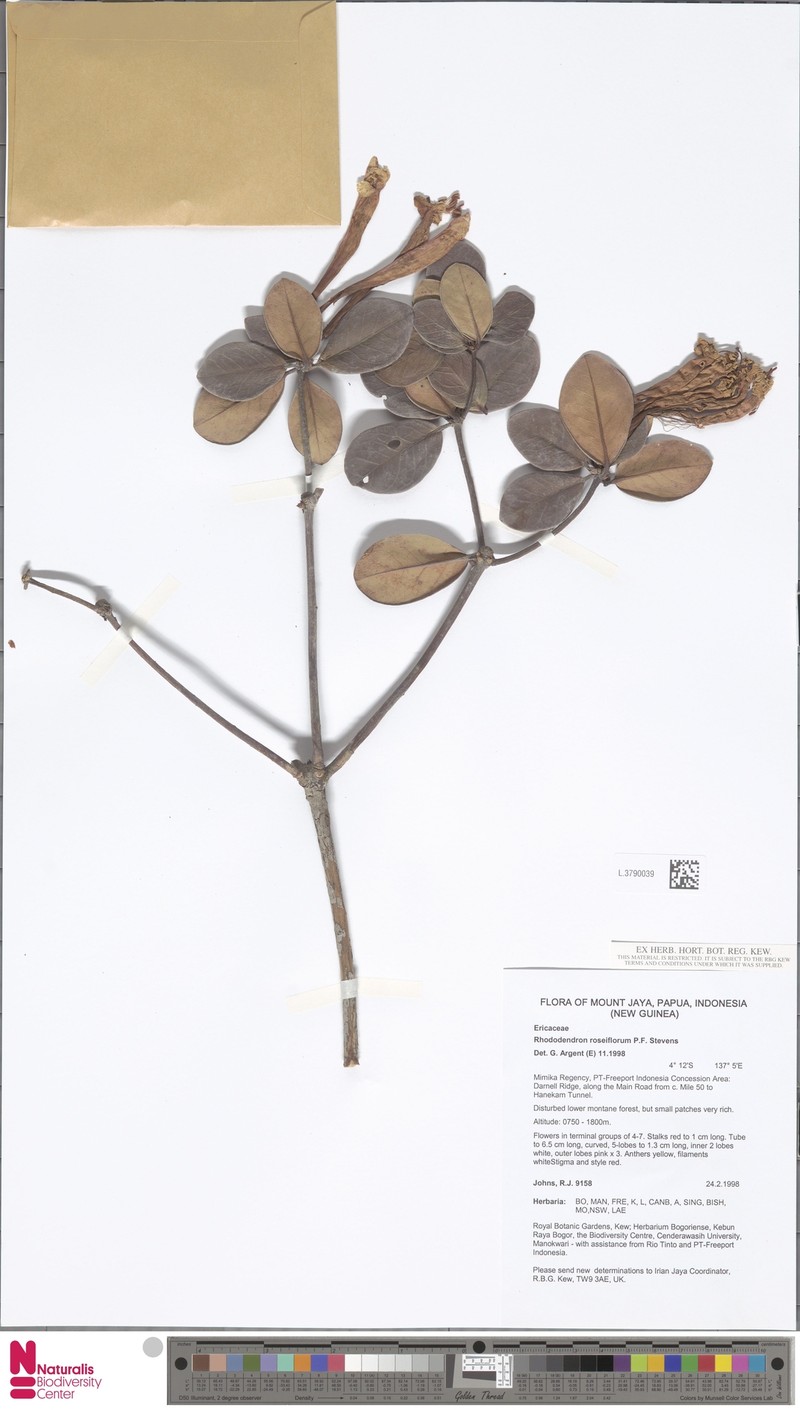 Rhododendron roseiflorum photo 3