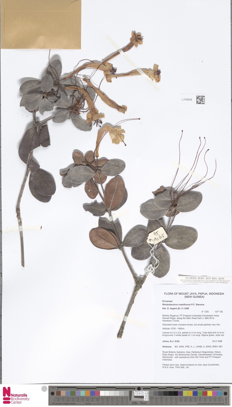 Rhododendron roseiflorum photo 4