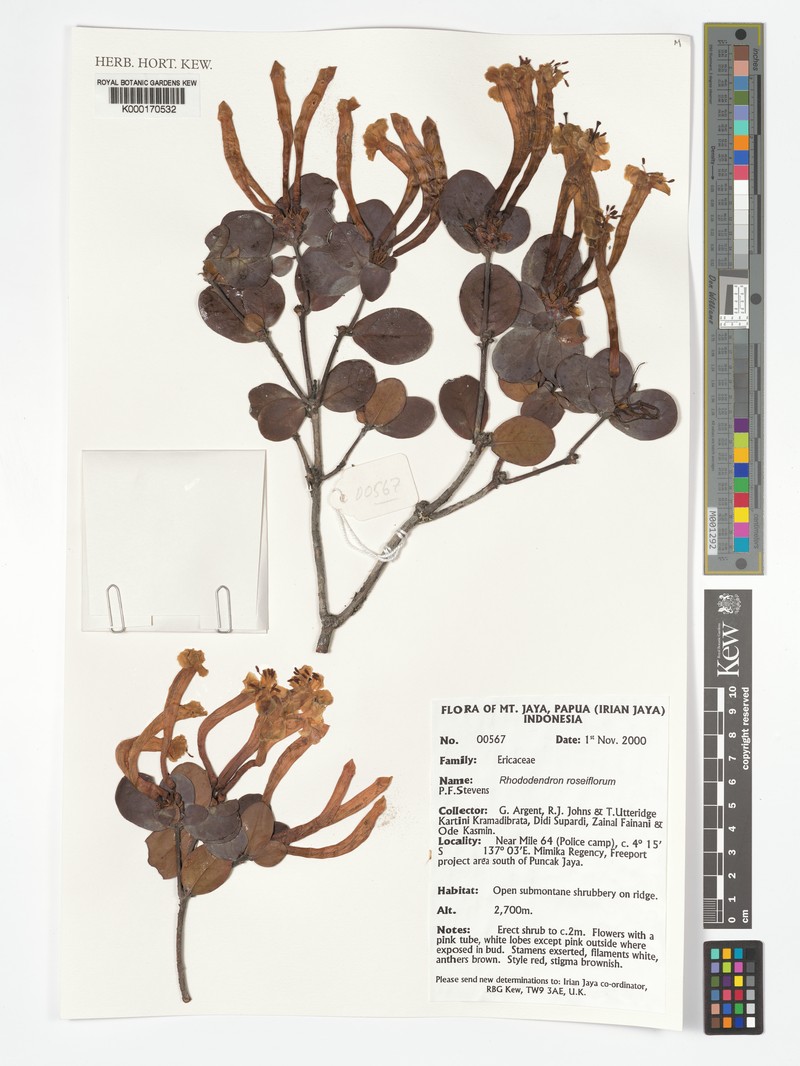 Rhododendron roseiflorum photo 5