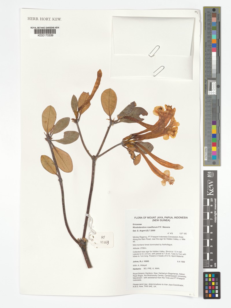 Rhododendron roseiflorum photo 6
