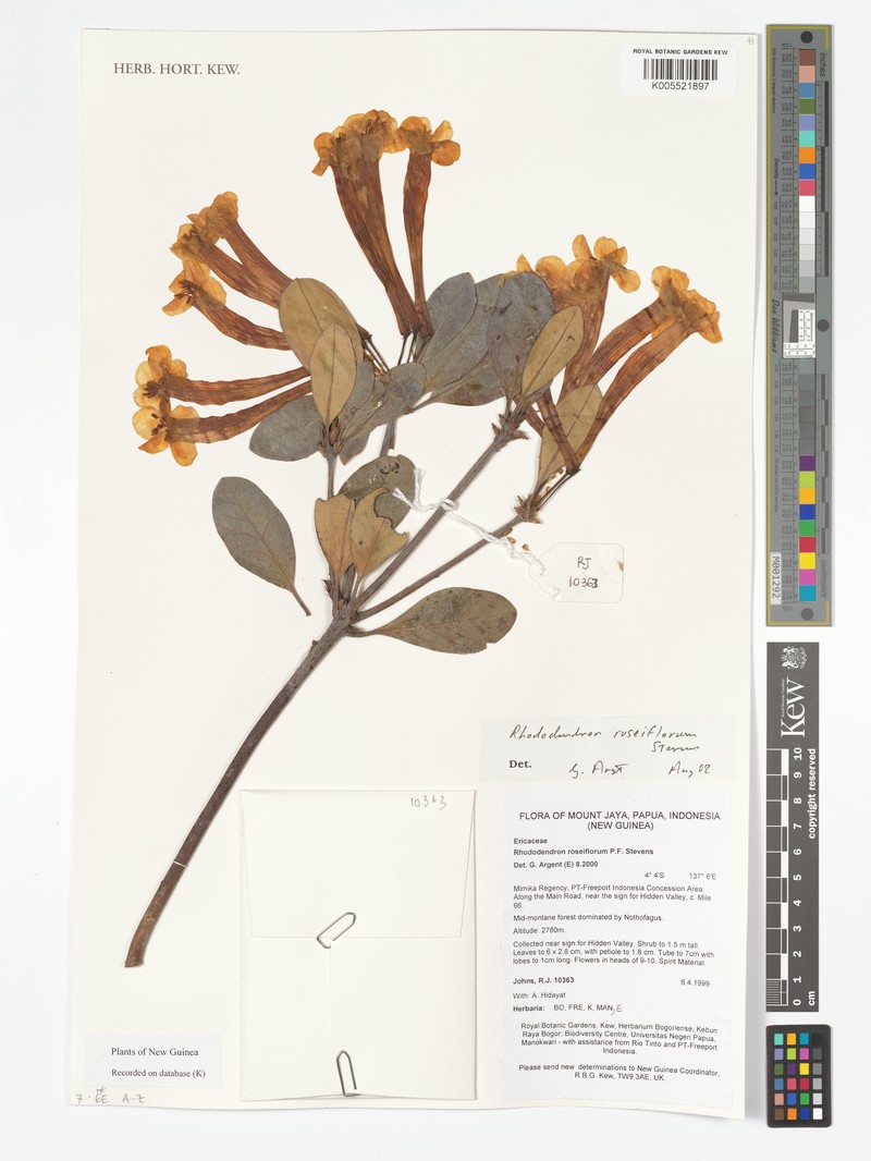 Rhododendron roseiflorum photo 8