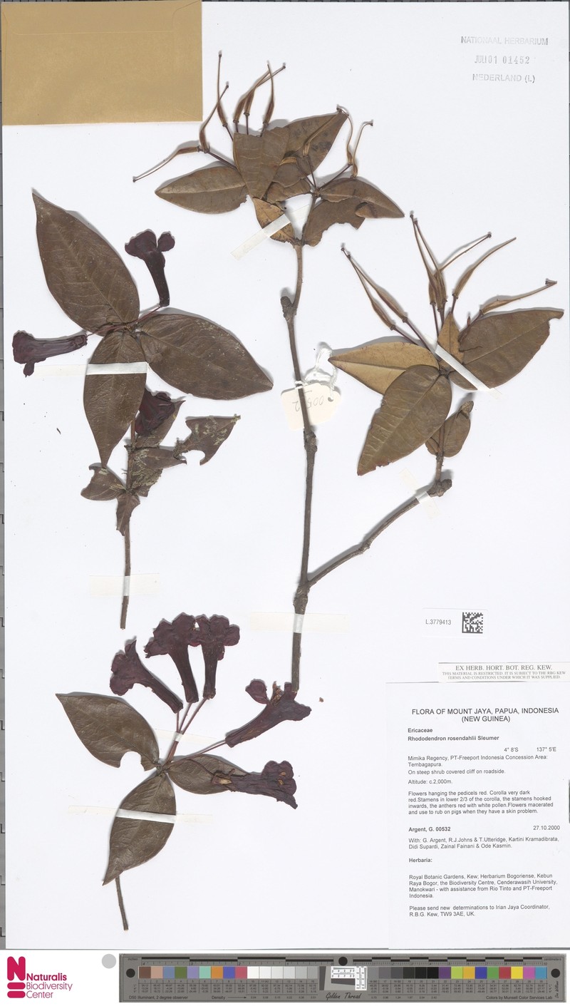 Rhododendron rosendahlii
