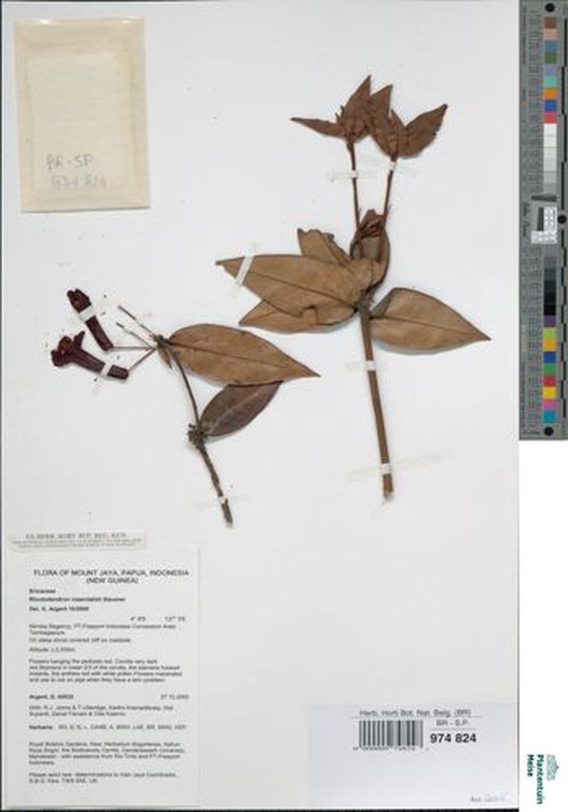 Rhododendron rosendahlii photo 2