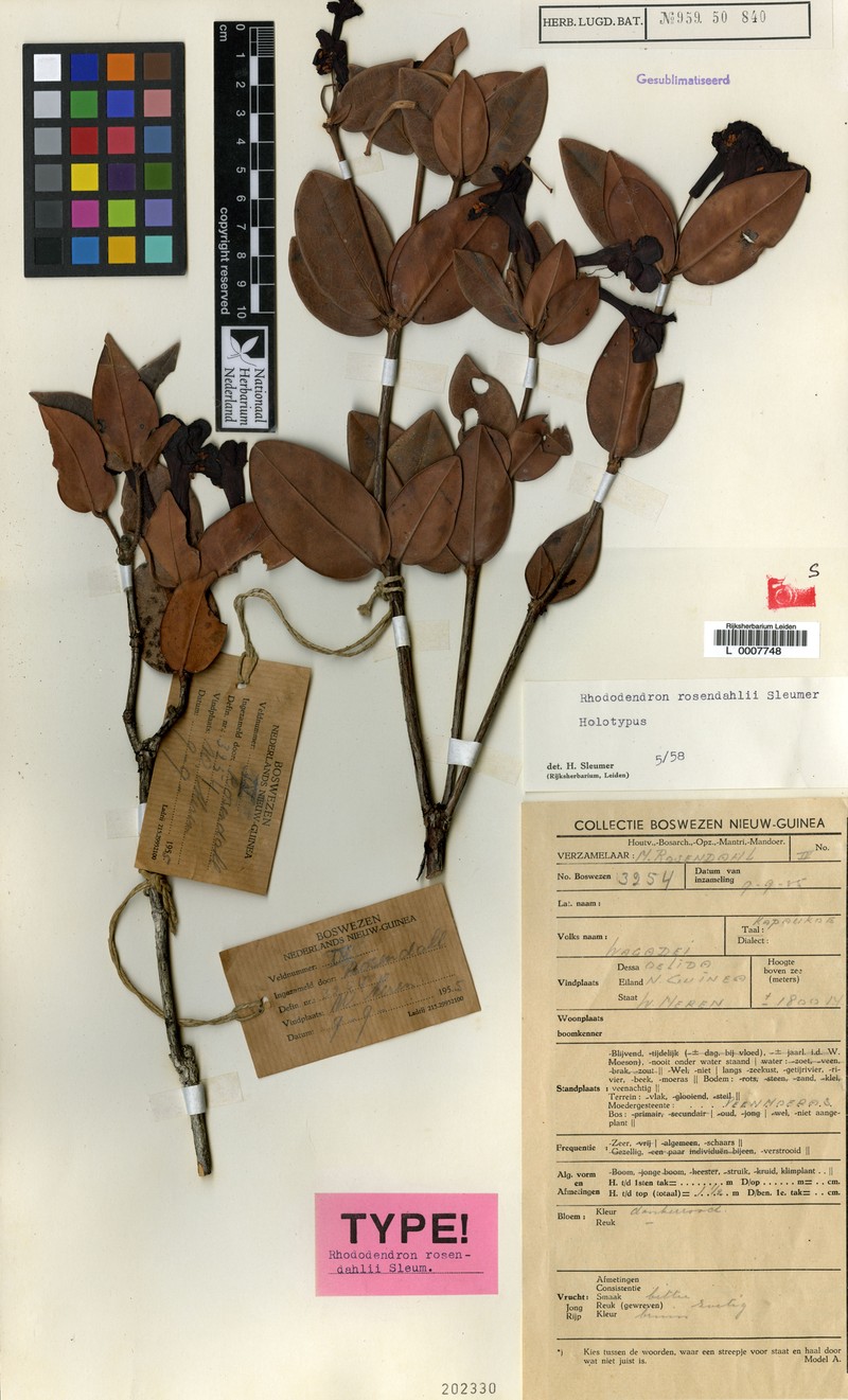 Rhododendron rosendahlii photo 4