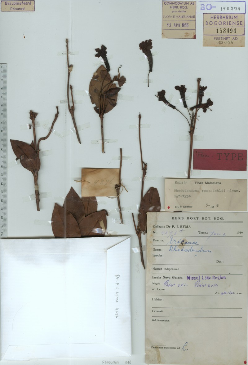 Rhododendron rosendahlii photo 5