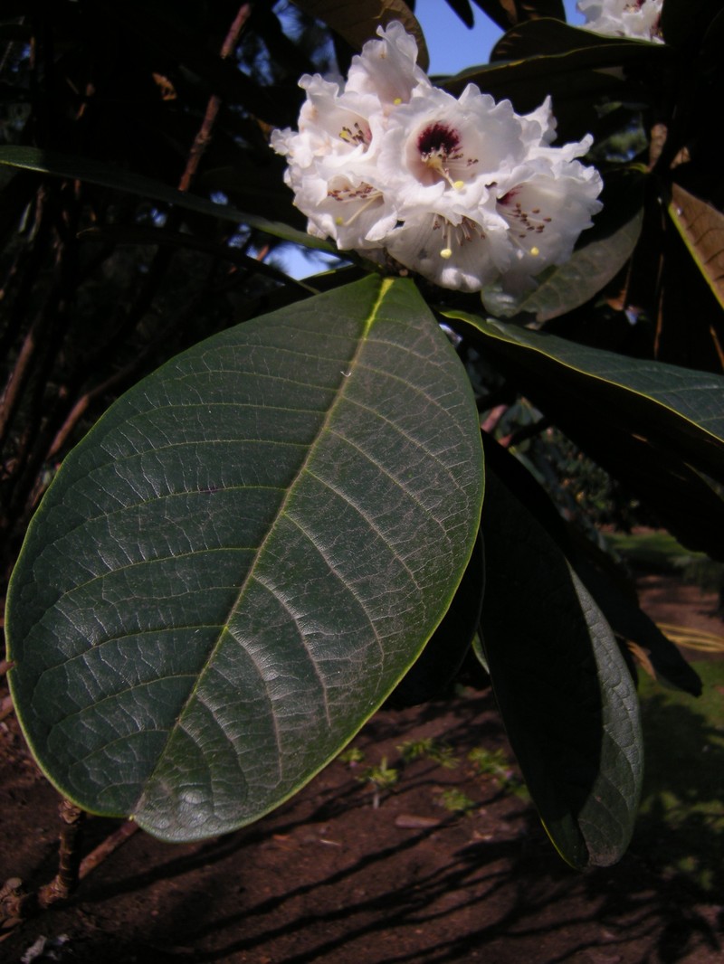 Rhododendron rothschildii photo 2