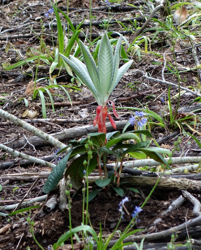 Rhododendron rothschildii