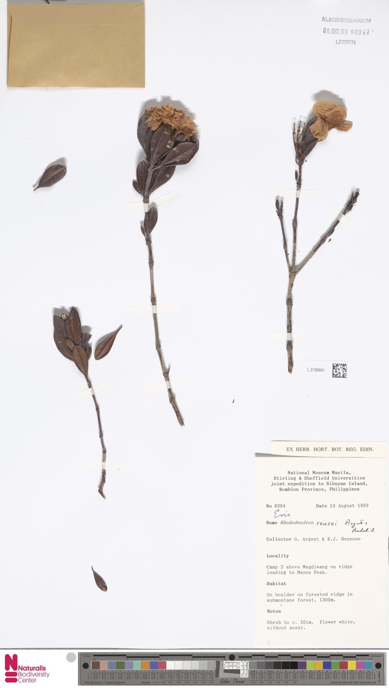 Rhododendron rousei