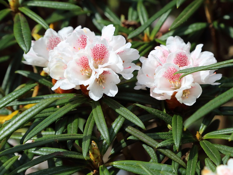 Rhododendron roxieanum