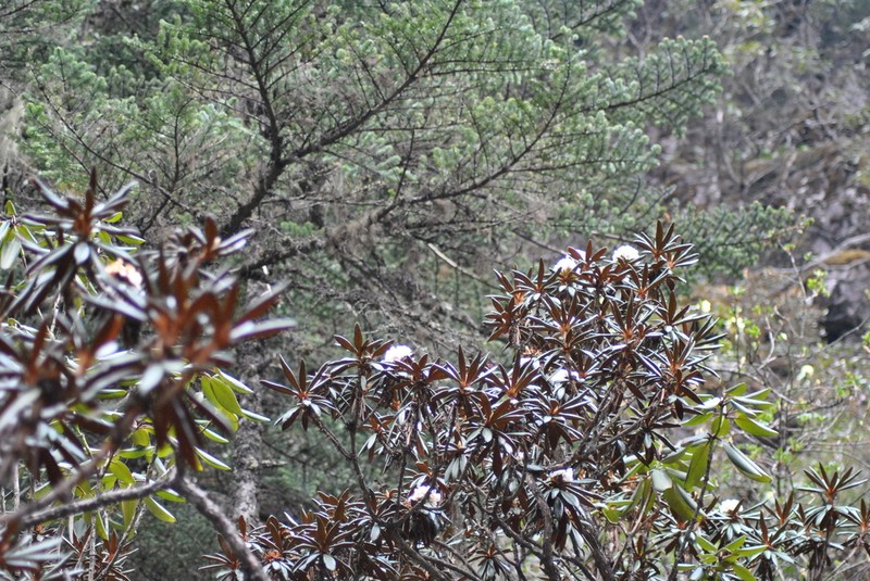 Rhododendron roxieanum photo 2