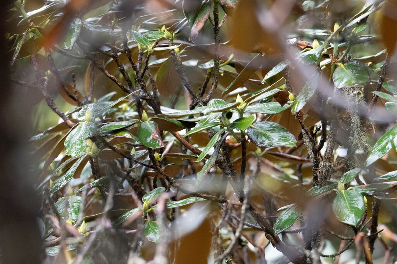 Rhododendron roxieanum photo 3