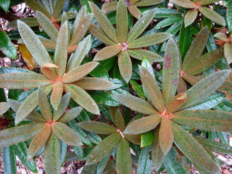 Rhododendron roxieanum photo 4