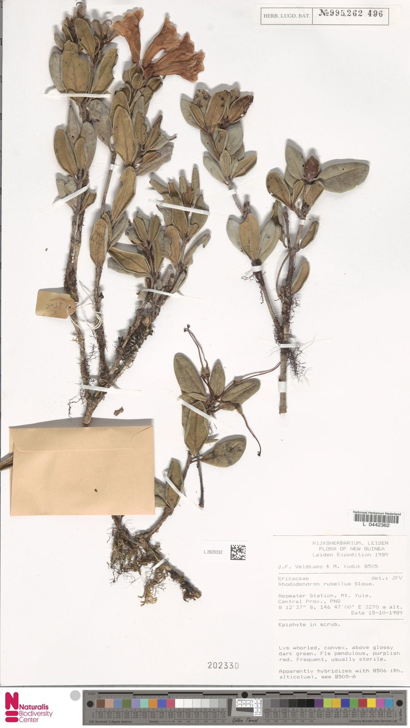 Rhododendron rubellum