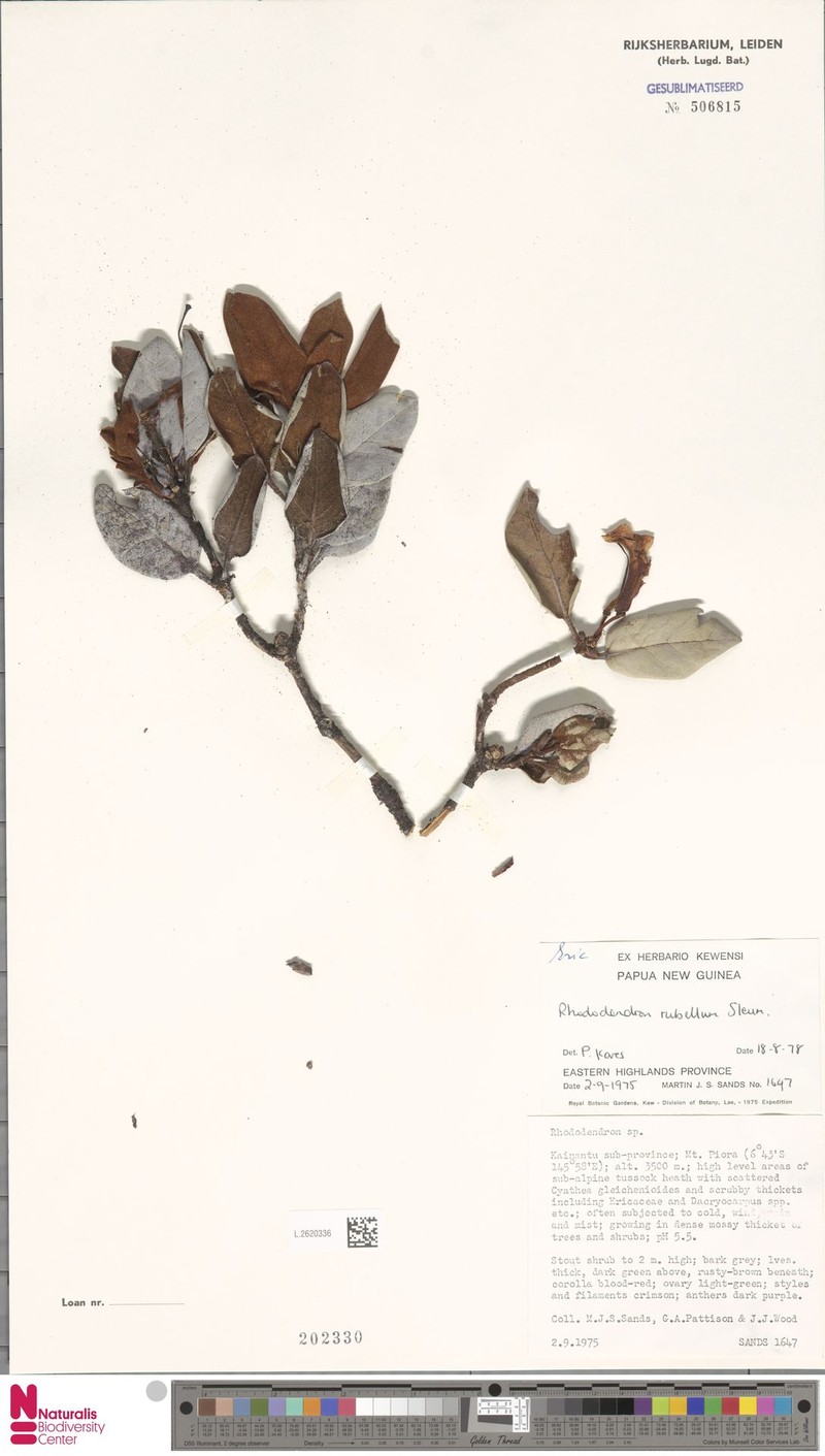 Rhododendron rubellum photo 2