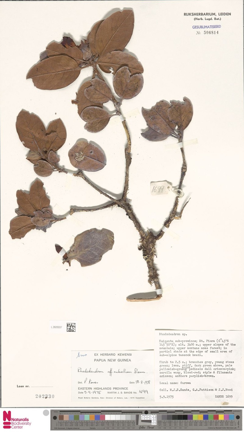 Rhododendron rubellum photo 3