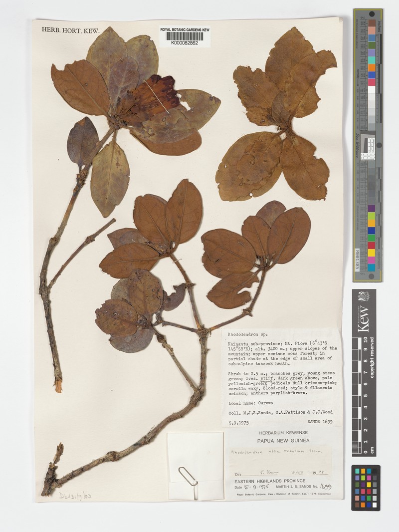 Rhododendron rubellum photo 5