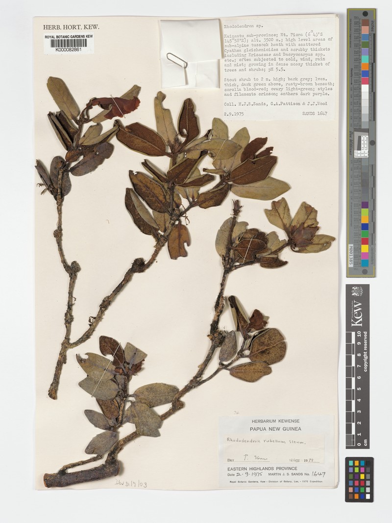 Rhododendron rubellum photo 6