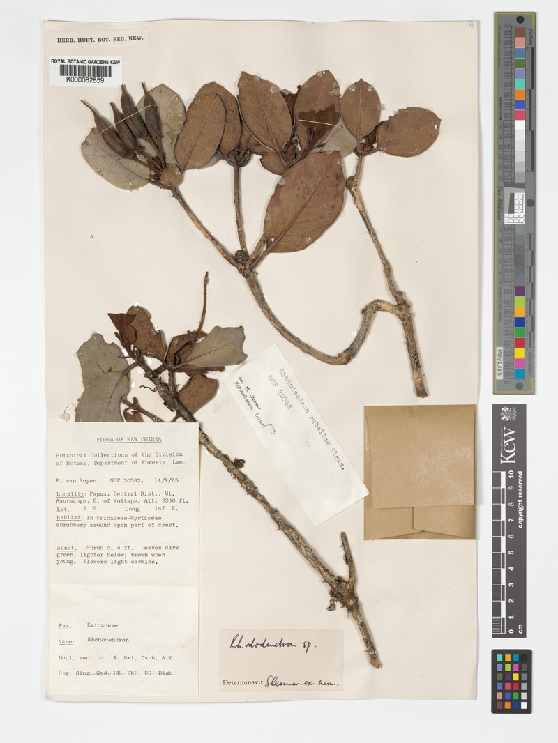 Rhododendron rubellum photo 8