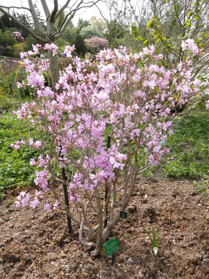 Rhododendron rubiginosum