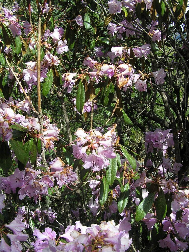 Rhododendron rubiginosum photo 2