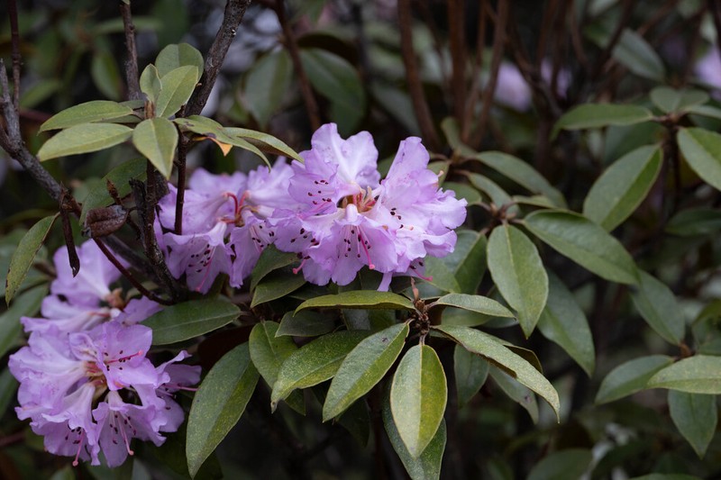 Rhododendron rubiginosum photo 3