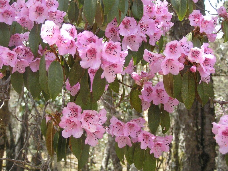 Rhododendron rubiginosum photo 4