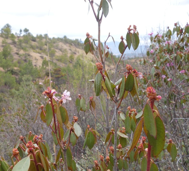 Rhododendron rubiginosum photo 5