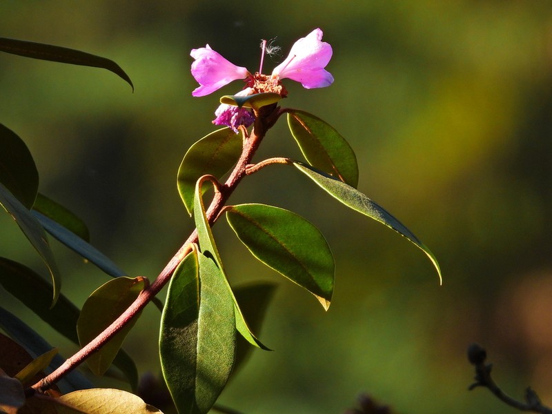 Rhododendron rubiginosum photo 6