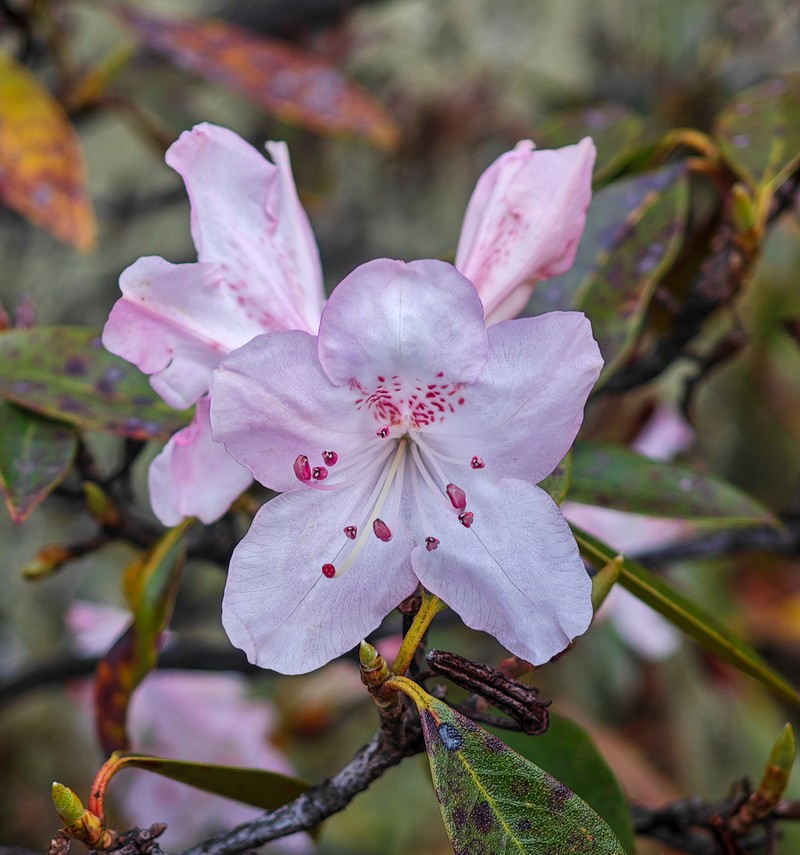 Rhododendron rubiginosum photo 7